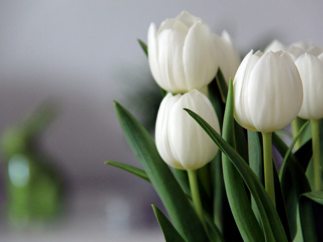 Strauß weißer Tulpen