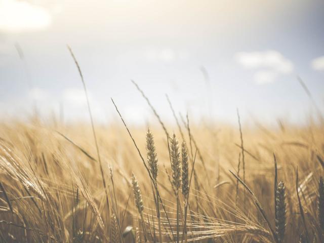 Weizenfeld, einzelne Ähren scharf, Hintergrund und sonniger Himmel unscharf